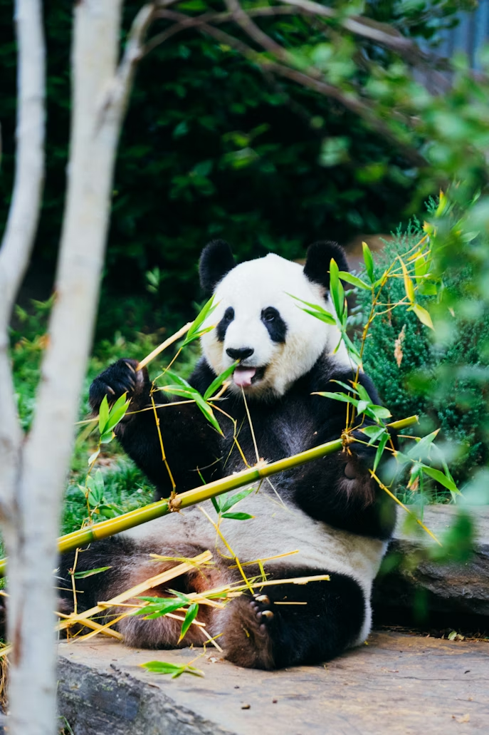 Jättepanda som äter bambu